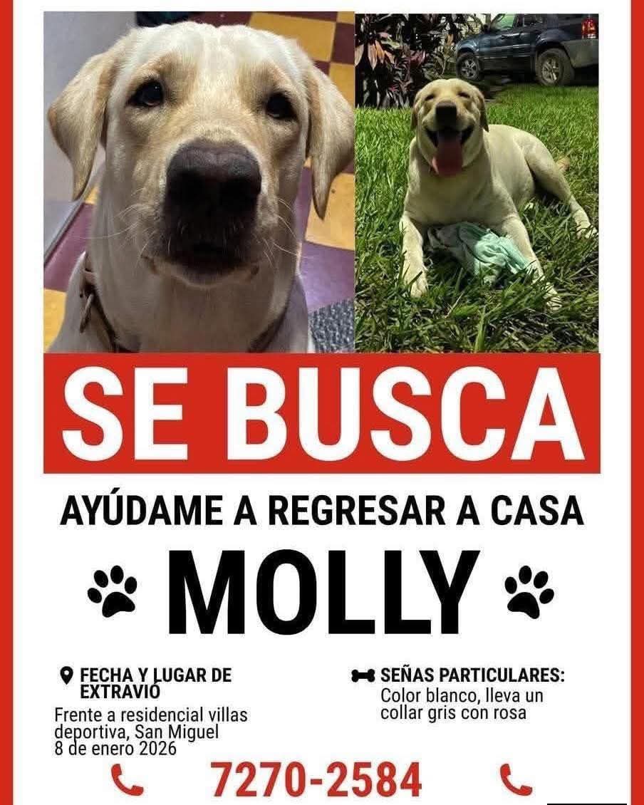 lyssitta's tweet photo. #ServicioSocial
SE BUSCA ‼️‼️‼️
San Miguel https://t.co/oi2JI9vvZ0