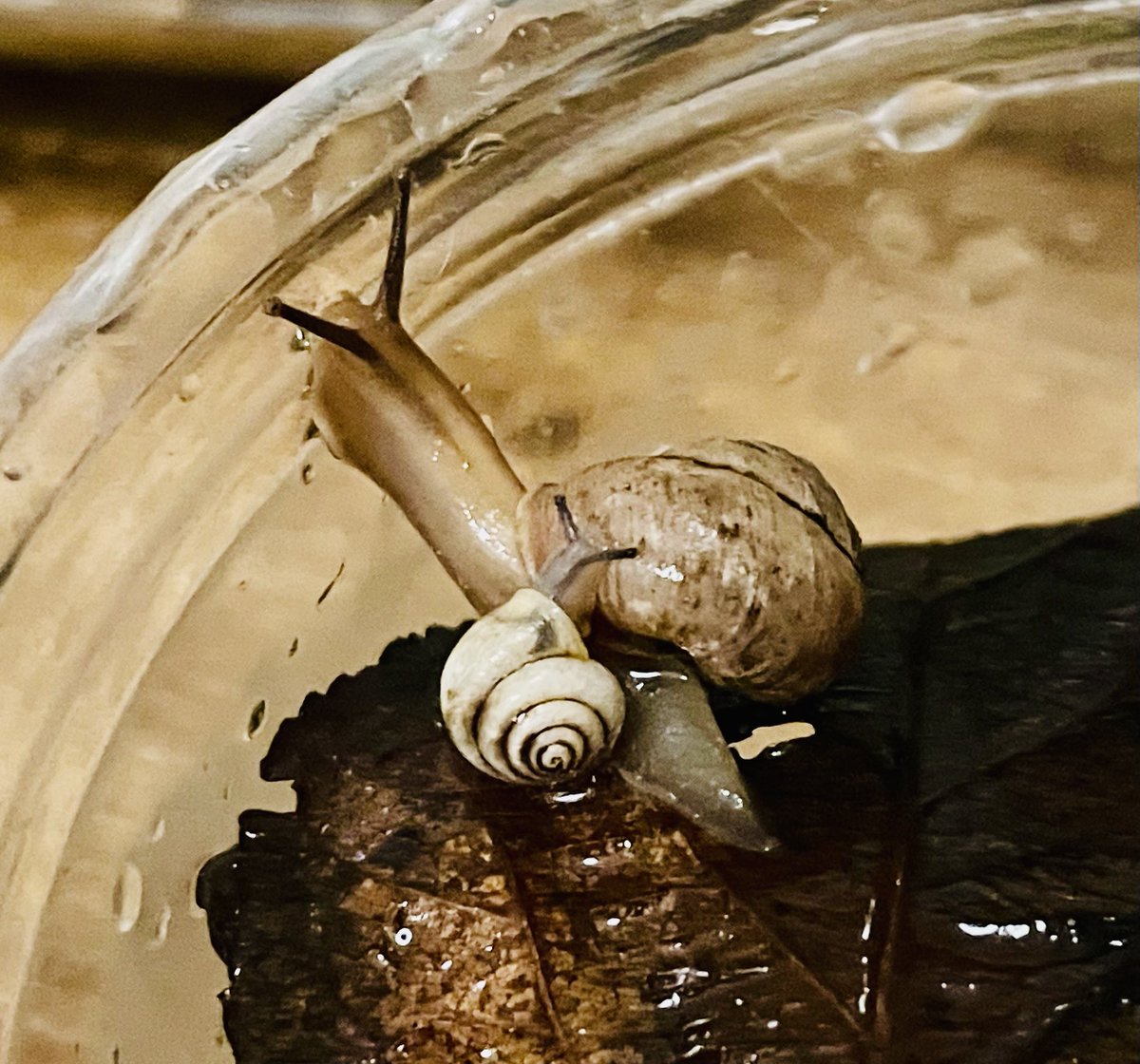 スズカSuzuka🗾🐌 (@pTeLaNOGHRtRPQ6) / Posts / X