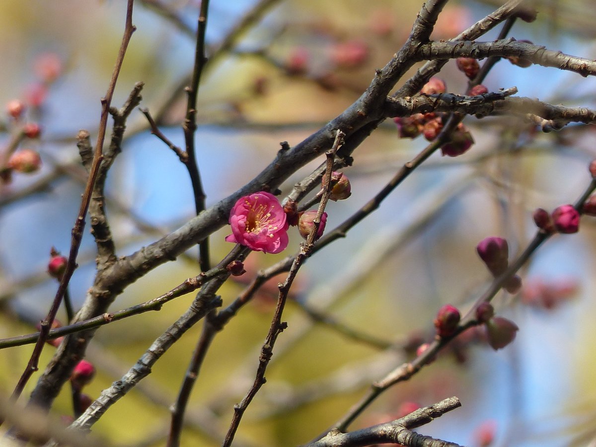 天守の上に青空と厚い雲の境ができていた白石城です
歴史探訪ミュージアム近くの紅梅もぽつりぽつりと咲き始めました