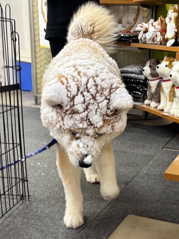 akitainuho's tweet image. え？ブルブルして？？？？