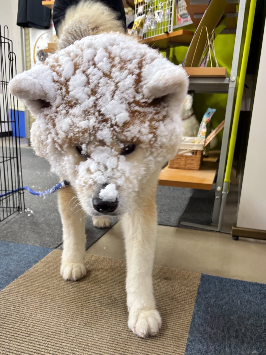 akitainuho's tweet image. え？ブルブルして？？？？