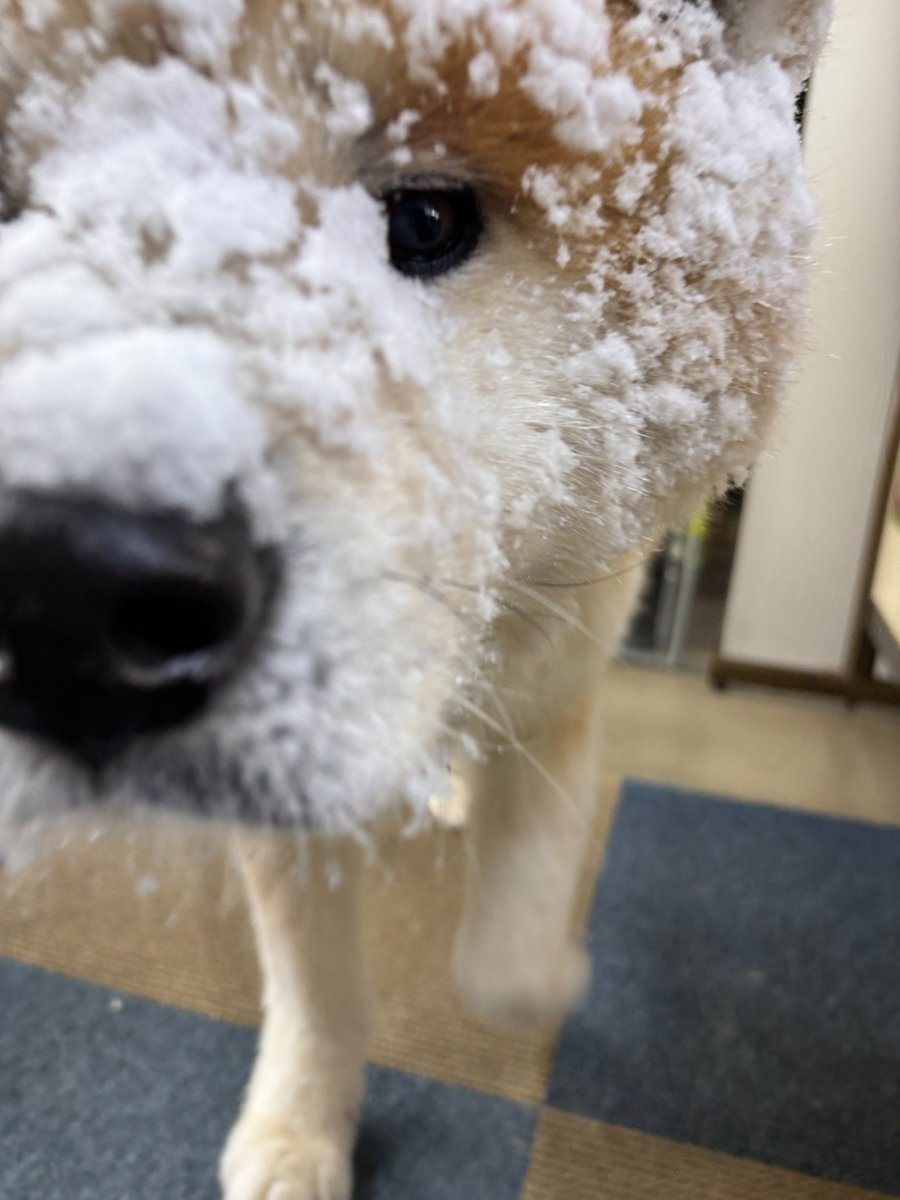 akitainuho's tweet image. え？ブルブルして？？？？