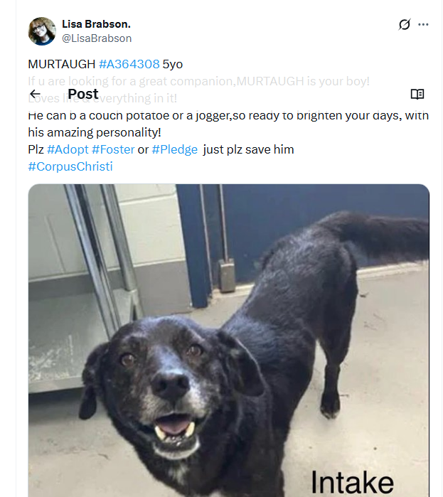 Lisa Brabson. tweet media