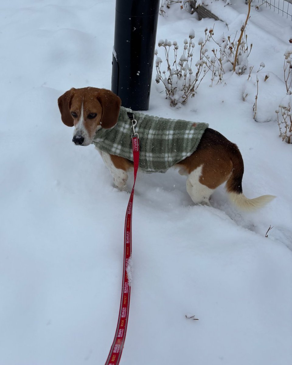 beaglefreedom's tweet image. ADOPTION ANNOUNCEMENT 📣🐶 Henry has found his forever home! ✨

For the first four years of his life, he knew only neglect and lived in a filthy outdoor pen.

Today, he's thriving: cozy bed, toys, &amp;amp; a loving family🐾❤️

 Foster/adopt a survivor today: bfp.org/adopt ✨