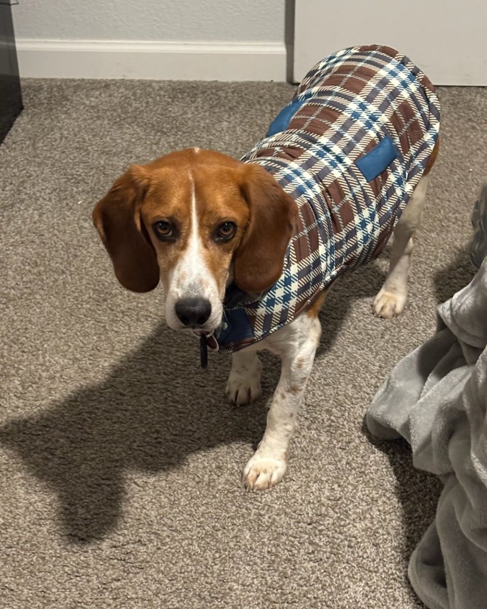 beaglefreedom's tweet image. ADOPTION ANNOUNCEMENT 📣🐶 Henry has found his forever home! ✨

For the first four years of his life, he knew only neglect and lived in a filthy outdoor pen.

Today, he's thriving: cozy bed, toys, &amp;amp; a loving family🐾❤️

 Foster/adopt a survivor today: bfp.org/adopt ✨