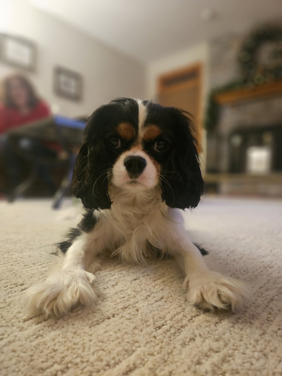 🌟Me bees sooper dawg wiv HUMONGOUS paws! 🐾🤣