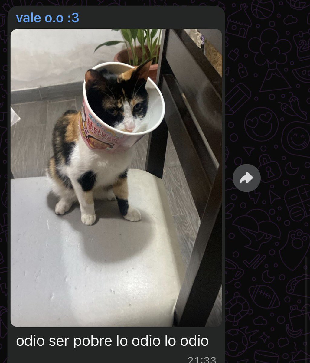 _chule__'s tweet image. la gata de mi mejor amiga se lastimo y no tenia un cono entonces le puso el coso del RAMEN