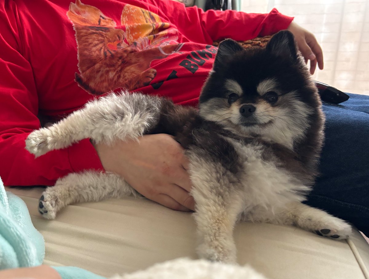 自動腹撫で機💆‍♂️