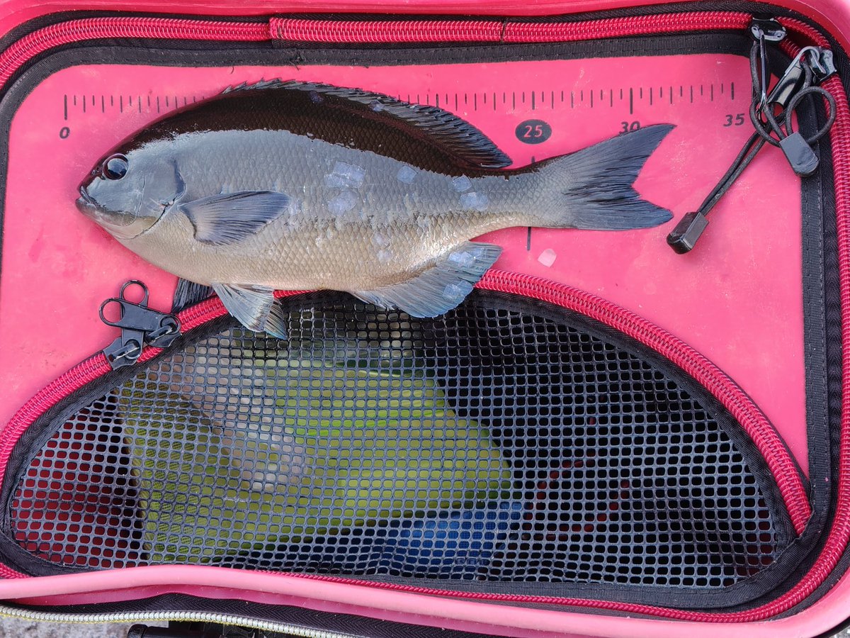 先週のヤリイカは時期尚早のようで沈没

午後からのいつもの真鶴釣り場難民

沖の潮では、木っ端含む尾長

クチブトは何時もと同じサイズ

ロープは怖いし、東伊豆覗きに行くか