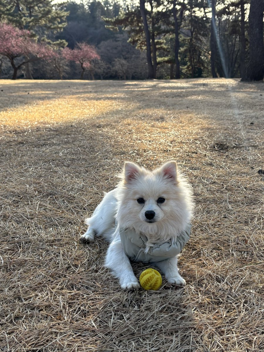 one_ruisui's tweet photo. 今日のあさんぽ https://t.co/FyUGsTPrqJ