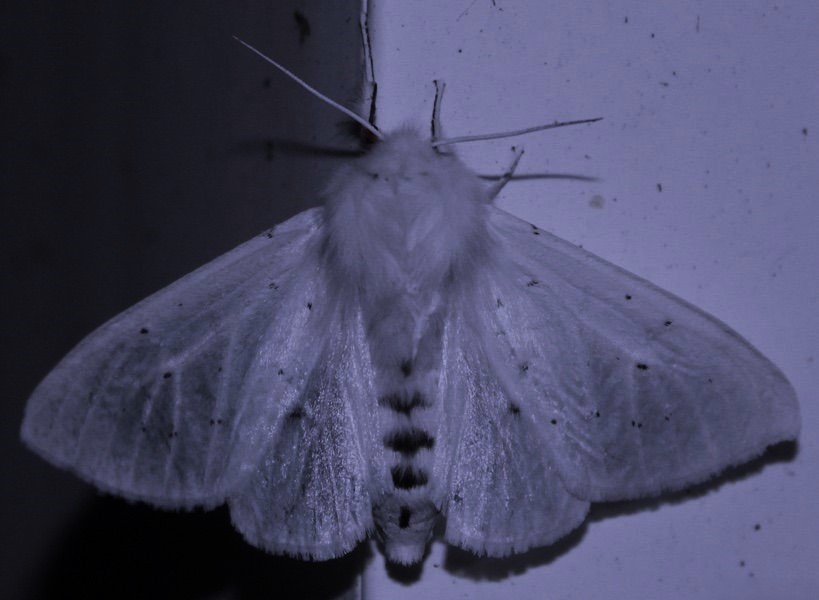 hakaelll's tweet image. 