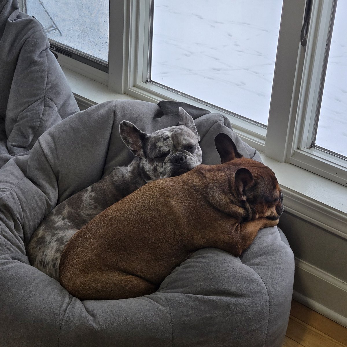 <a href="/EllaQueenofSol/">EllaQueenofSol</a>, Nothing Better Than Enjoying A Nap With Your Bestie!!!
CF5VehjuZvxZZQFP5tybGra6ts574FAwt6Z7GuX9pump