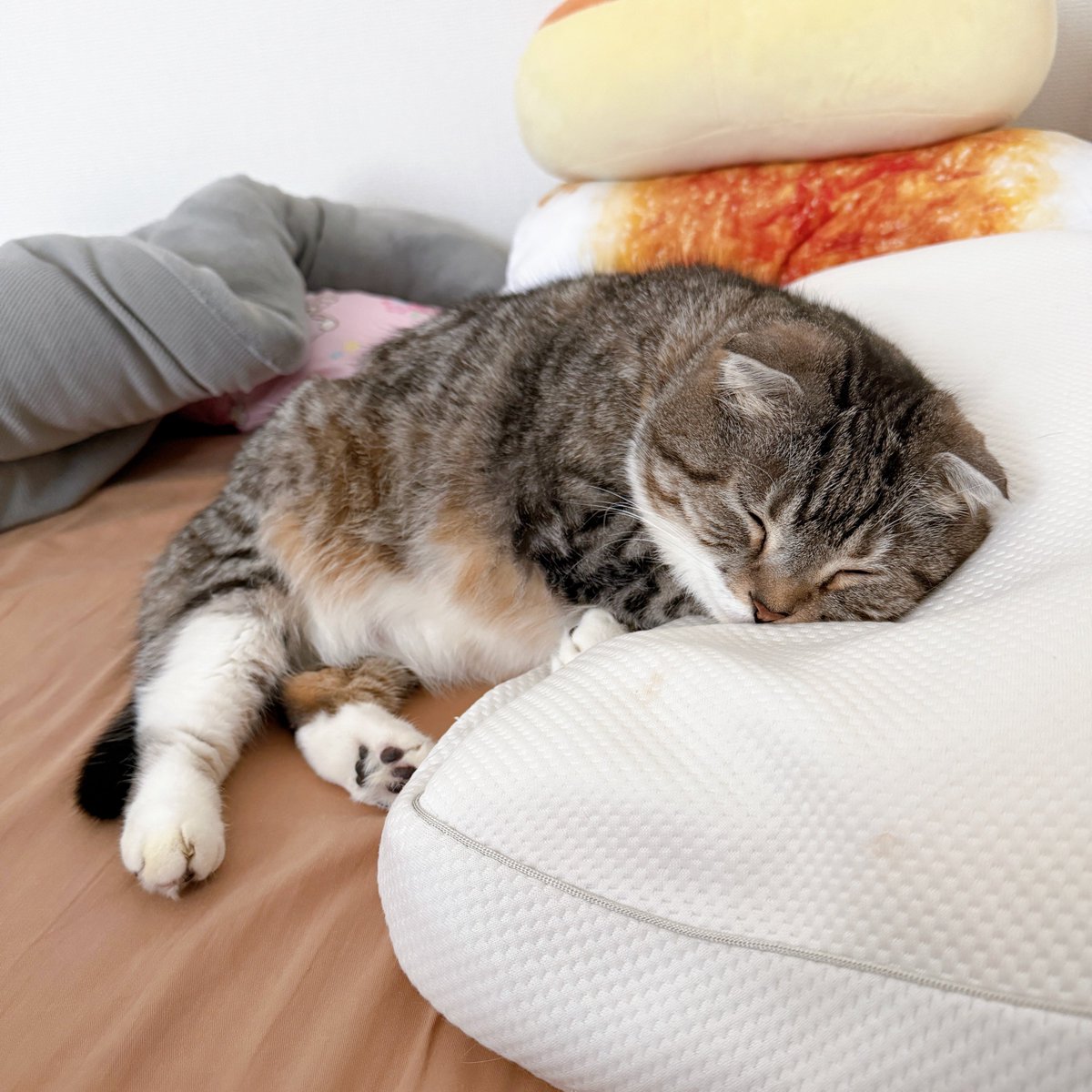 起きるの待ちきれなくて眠るツチノコ🐱🫶🏻