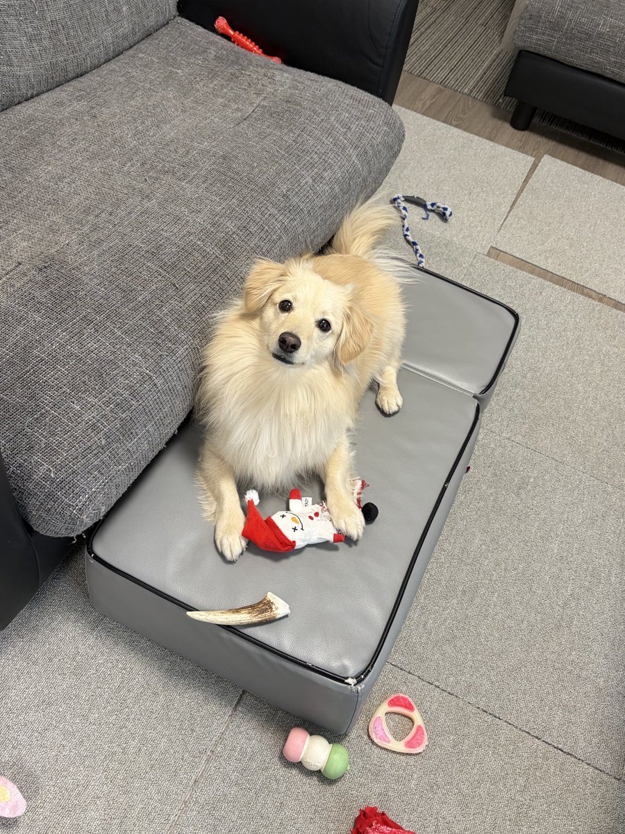 ポメックスのとろろくん (@monaka_0507) / Highlights / X