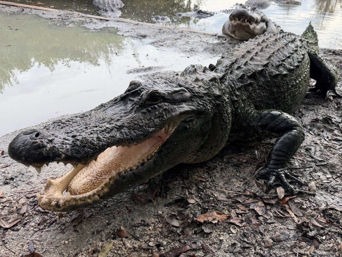 Gatorland Orlando tweet media