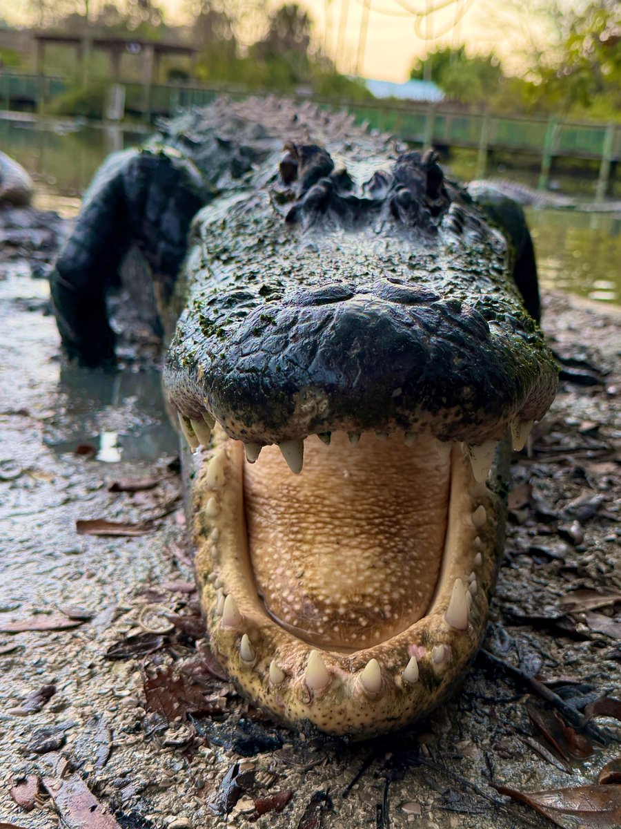 Gatorland Orlando tweet media