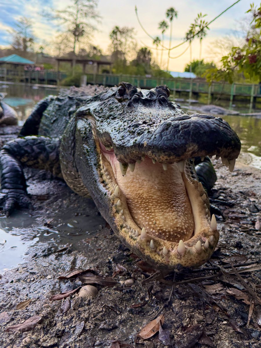 Gatorland Orlando tweet media