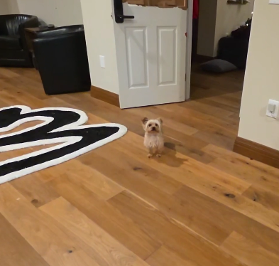 WatermelonCrunch tweet media