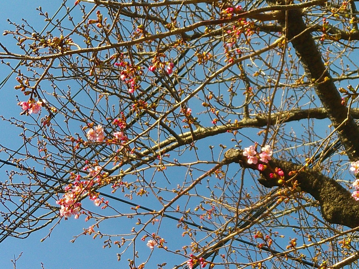 【東伊豆町立図書館】
数日前から図書館 道路側の ＃桜 が咲き始めました🌸