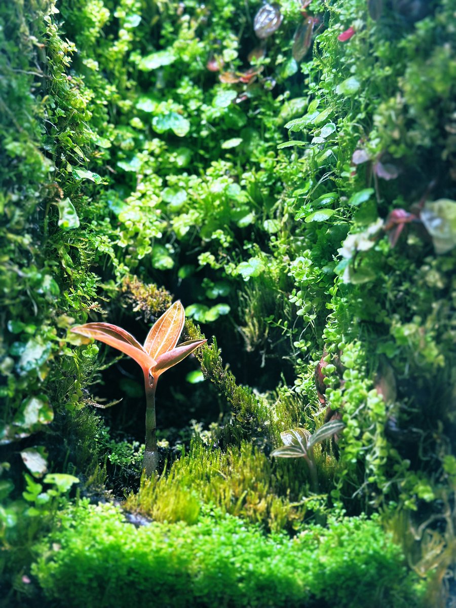 𝐉𝐞𝐰𝐞𝐥 𝐎𝐫𝐜𝐡𝐢𝐝
#𝐩𝐚𝐥𝐮𝐝𝐚𝐫𝐢𝐮𝐦