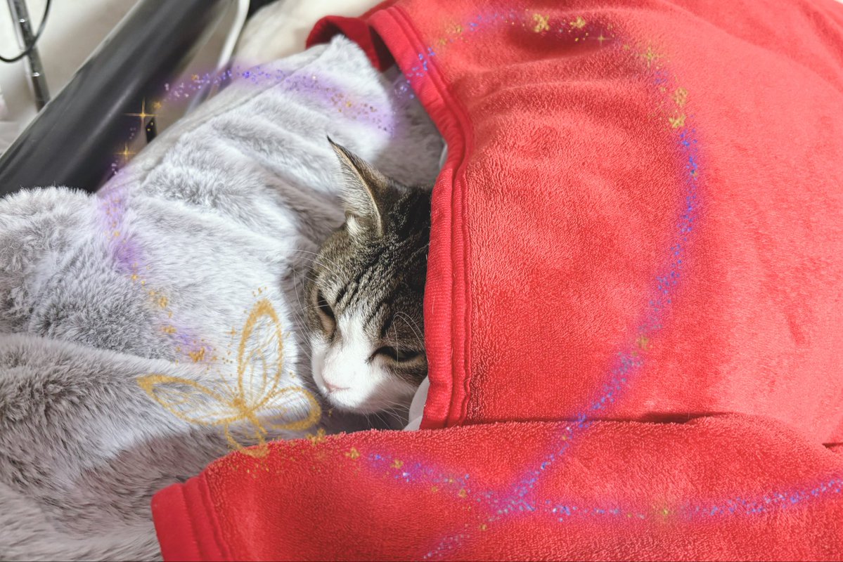 久しぶりに写真が撮れる位置に居た絶対起きないマン(●ↀωↀ●)✧

明け方わたしが目を覚ますと、横に入れろ‼️とやってくるけど、結局顔が寒いからか気づくと布団を掘ってまた潜ってる。

今朝はアラームが鳴る10分位前に入ってきたから、わたしが起きた時にはまだこの位置にいたwww