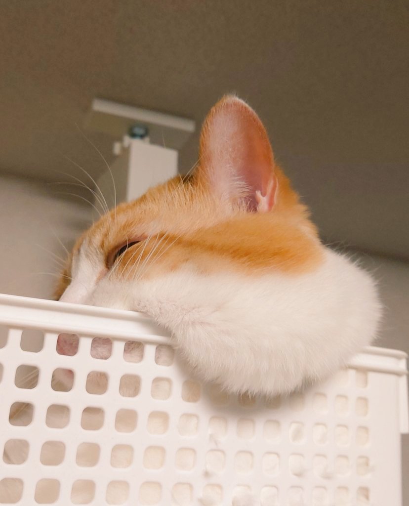 ochamarusan0126's tweet image. お昼寝はもっぱらこのスタイル