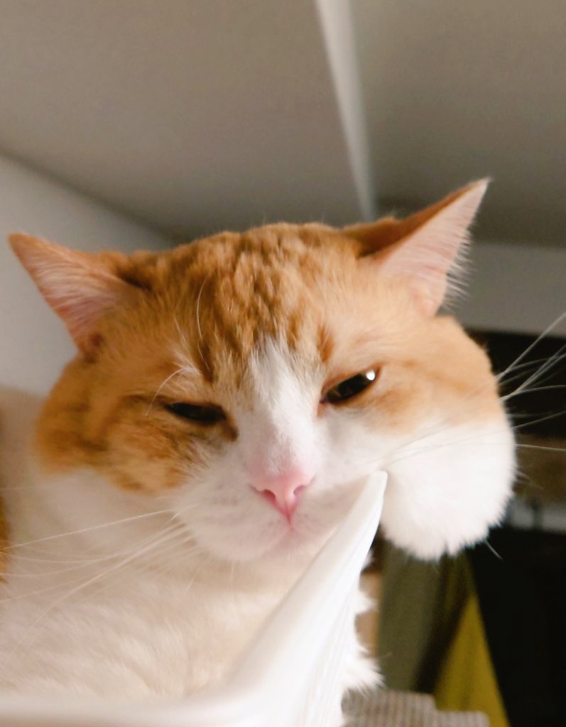 ochamarusan0126's tweet image. お昼寝はもっぱらこのスタイル