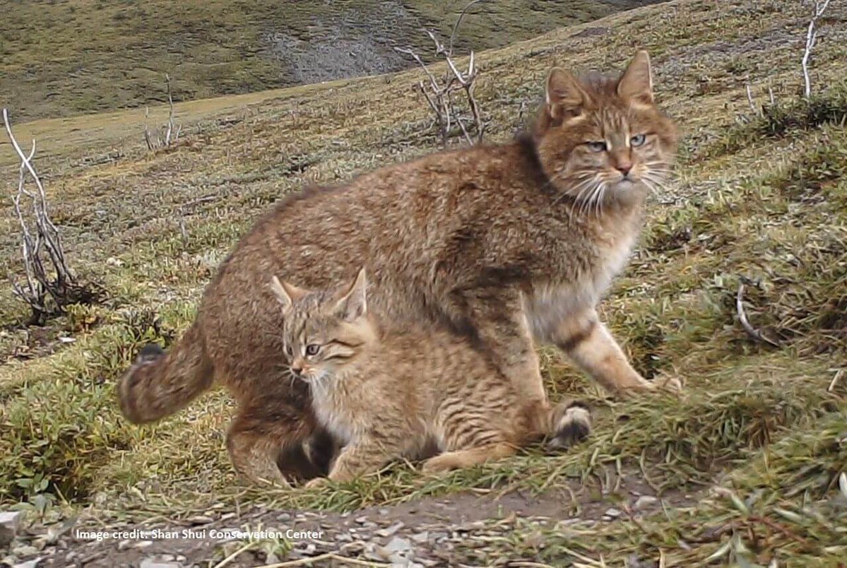 VagrantTravels's tweet image. Chinese Mountain Cats