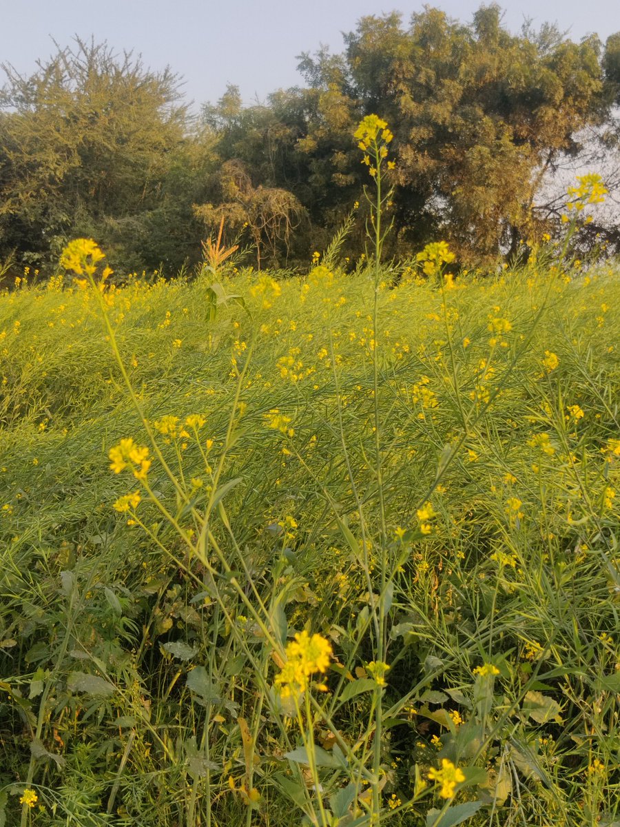 Good morning friends 🌹🙏 
Flowers #gardening #nature