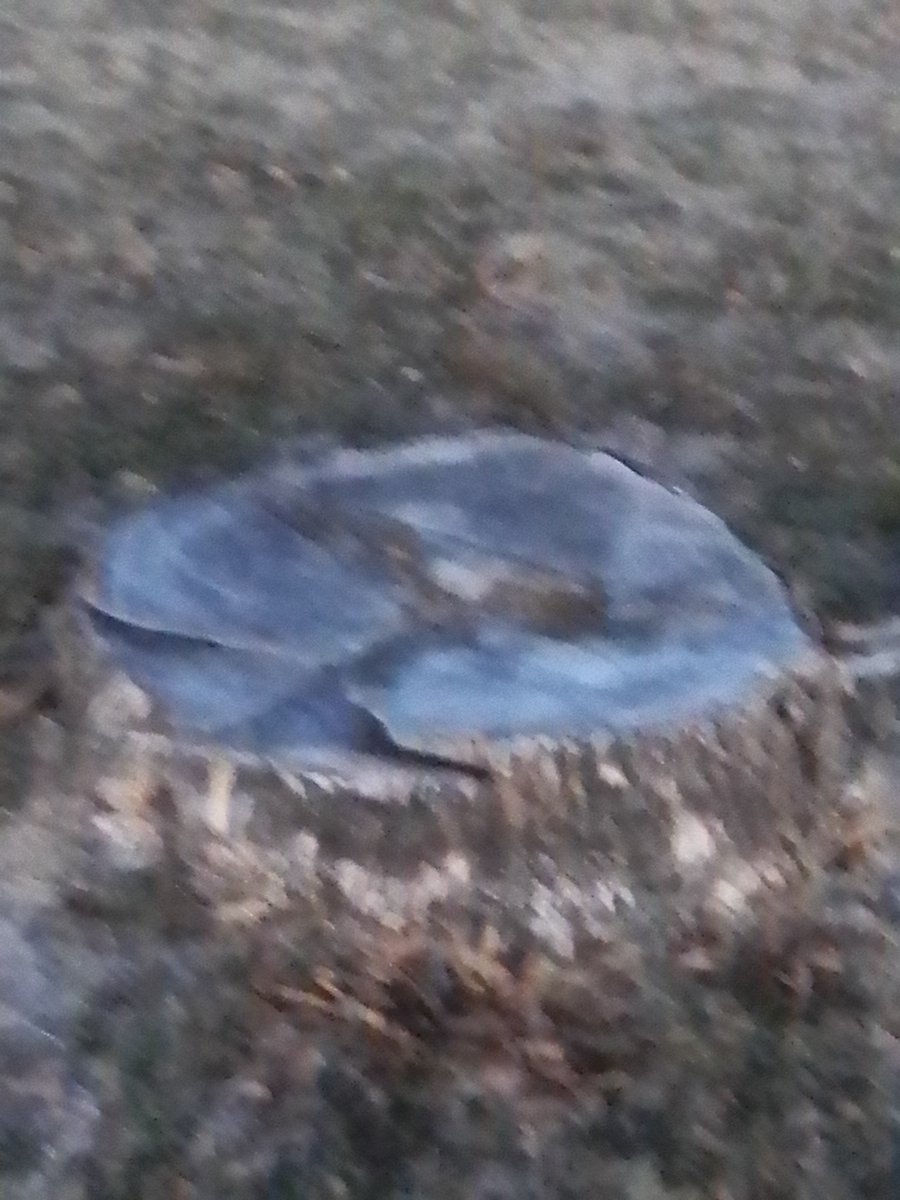 chris_webb76825's tweet photo. Criminals cut down these ancient trees at langenheim park at 47th and s. Harvard so that the ANTICHRIST could see from STARLINK. CHARGE THEM. 10 YEARS PER TREE BACK TO BACK. On my authority. Cherokee nation ceriggi #109237 @CreekNationPD @TCSO @tulsa https://t.co/tTYXYak6Mv