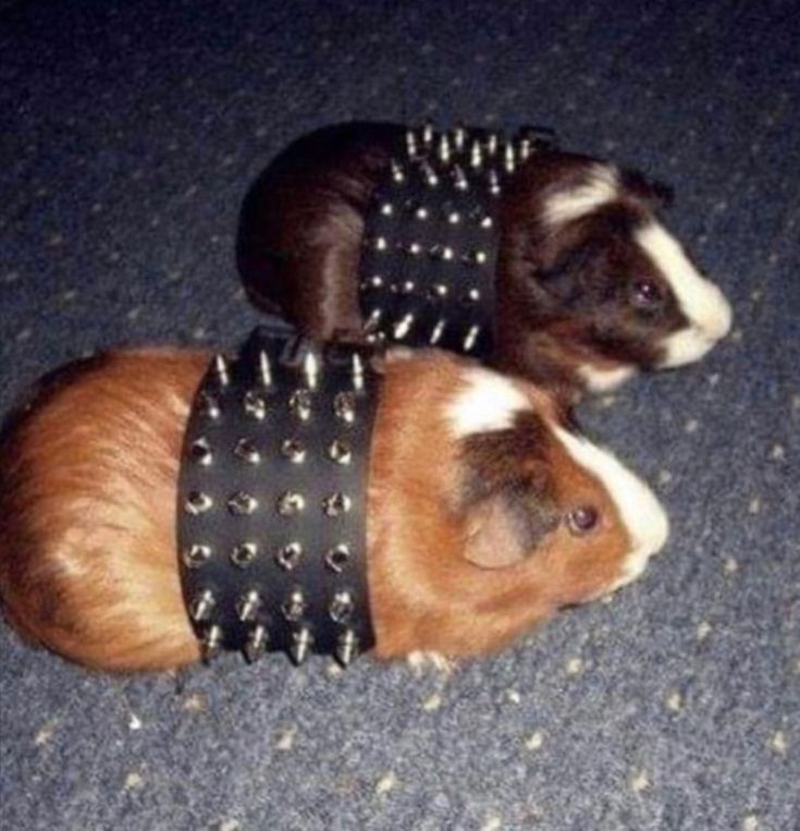 TheSaviorWidow's tweet image. ❝𝐂𝐲𝐤𝐚𝐬, 𝐥𝐨𝐨𝐤 𝐛𝐚𝐝𝐚𝐬𝐬 𝐝𝐨 𝐭𝐡𝐞𝐲 𝐧𝐨𝐭?❞