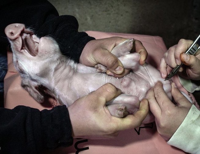 Son_of_Space's tweet image. 1/2
Facts &amp;amp; ethics are extremely inconvenient to those who perpetuate the violent exploitation &amp;amp; killing of sentient animal individuals, hence their coordinated &amp;amp; concerted effort to undermine the factual character of their gross cruelty &amp;amp; to lie the truth out of existence.