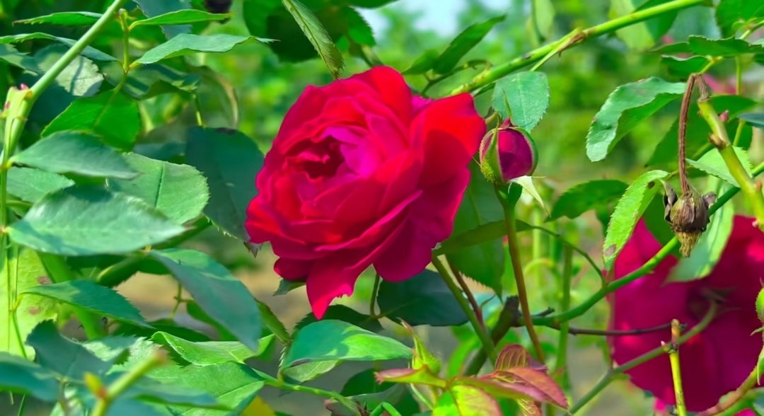 ❤️❤️❤️❤️