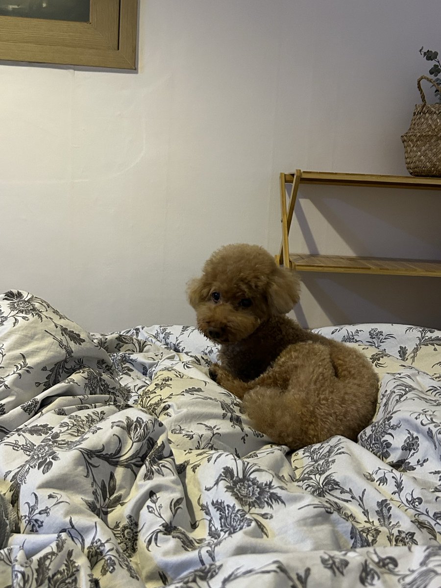 난 인기가 없지만 우리 강아지가 개귀엽고 
올해 무려 18살이 되었다는 이유로 rt타고싶다