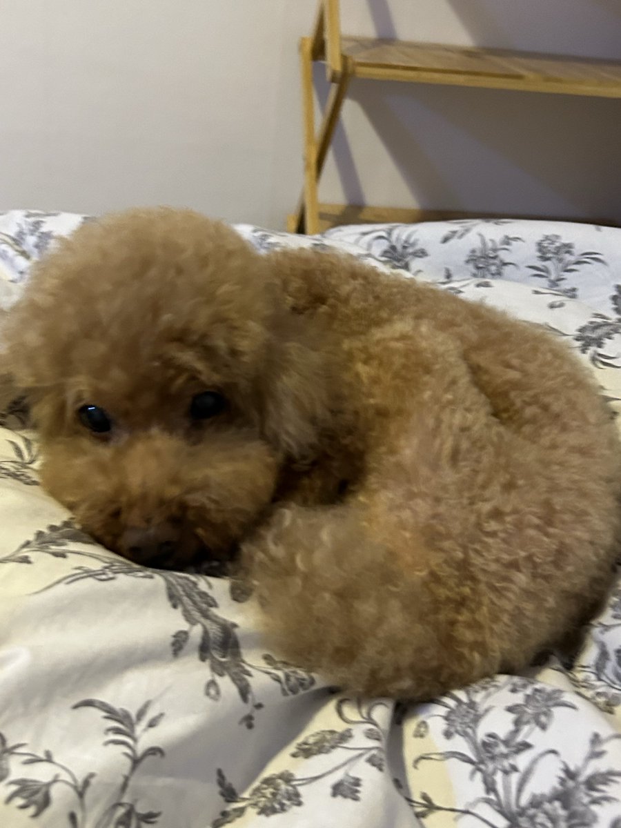 torihooni's tweet image. 난 인기가 없지만 우리 강아지가 개귀엽고 
올해 무려 18살이 되었다는 이유로 rt타고싶다