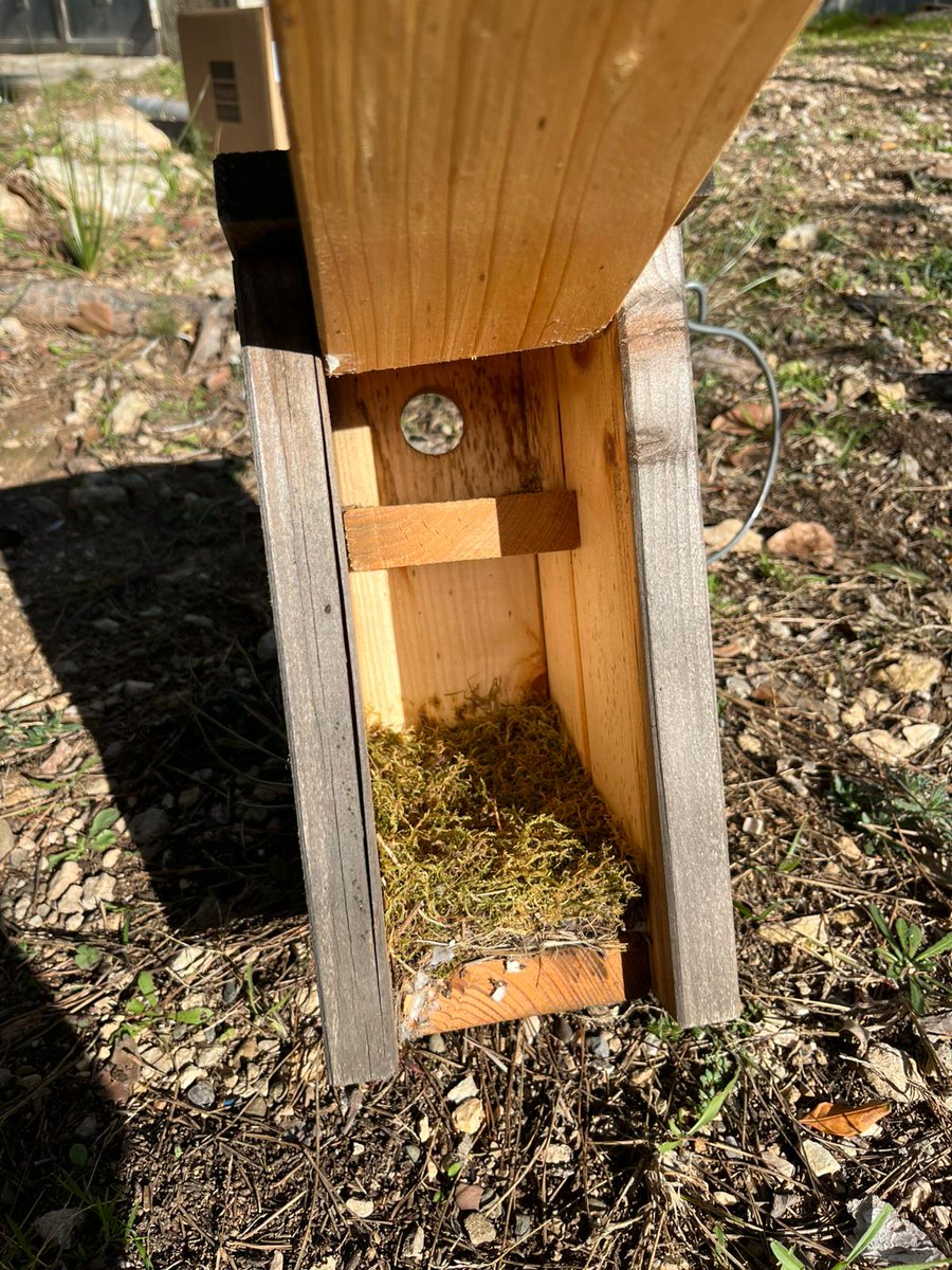 🐦 Nova caixa niu al jardí d’Aurora! 🌿 Gràcies a <a href="/XCNatura/">XCN</a> i <a href="/ConceptRSC/">Concep-t</a> 💚 També hem revisat les caixes: 🦎 dragons comuns, 💚 niu començat, 🐜 formigues. Ara tot preparat per la primavera! 🪺 #Biodiversitat #Aurora #CaixesNiu
👉associacioaurora.org/nova-caixa-niu…