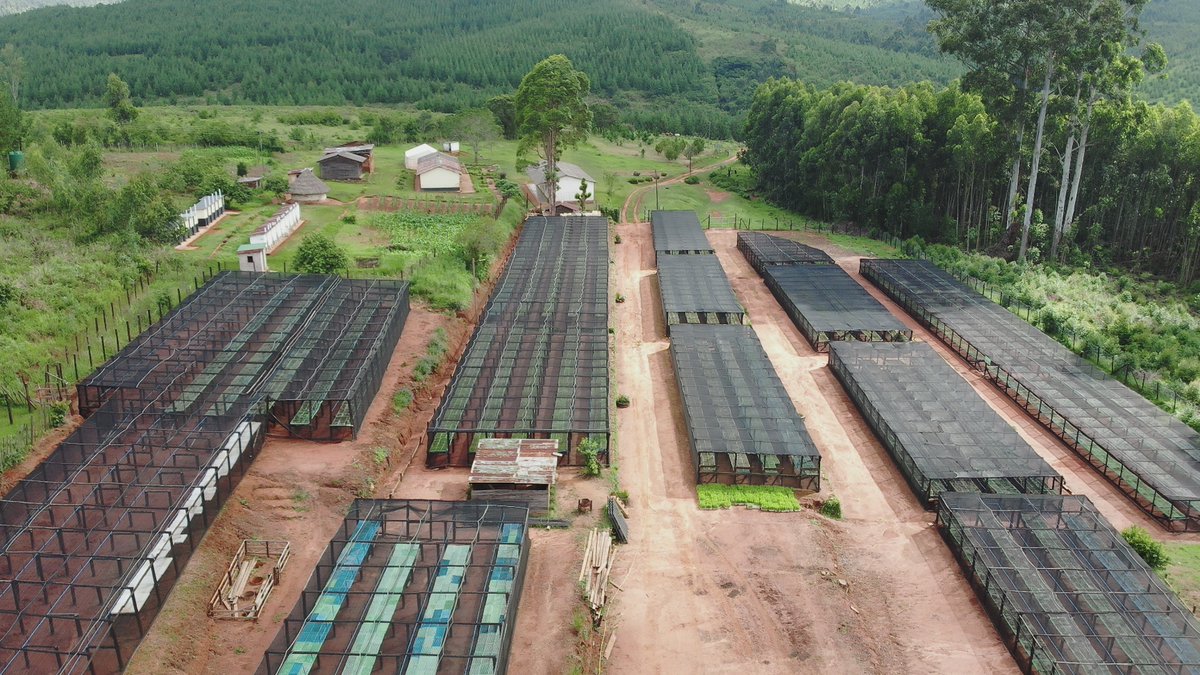 AtzAllied's tweet photo. Good morning
Experience the breathtaking beauty of Chisengu Estate from our stunning drone views
#alliedtimbers
#sustainability
#plantingtrees
#quality https://t.co/fQwEh21R5o
