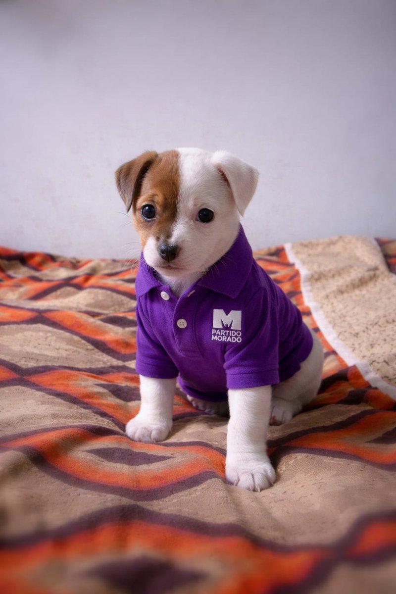 Milk una cachorra morada. <a href="/partidomorado/">Partido Morado</a>
