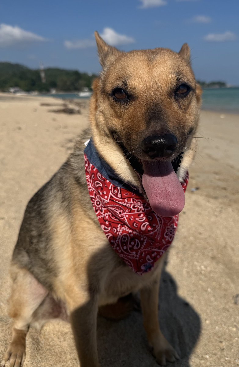 NiallHarbison's tweet image. She said it was the best day out ever. Big Hank had sore legs so it was a bit of special time for her