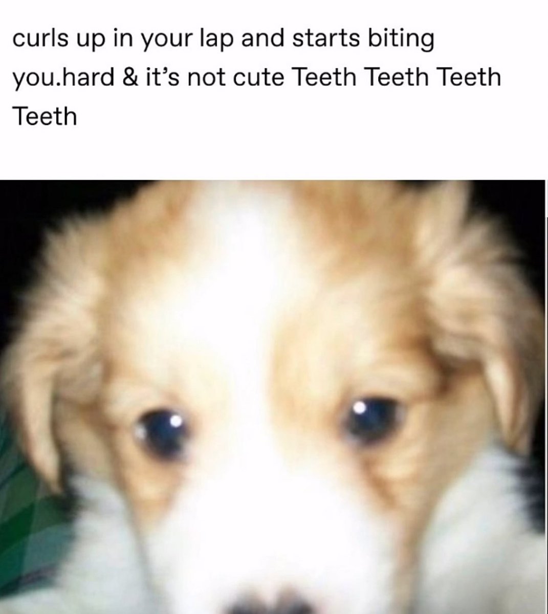 ‍‍ ‍‍ ‍‍ ‍‍ ‍‍ ‍𝑪𝒂𝒏𝒏𝒊𝒃𝒂𝒍 𝑪𝒐𝒂𝒔𝒕 ♡︎ .ᐟ (@parasitlclove) on Twitter photo 