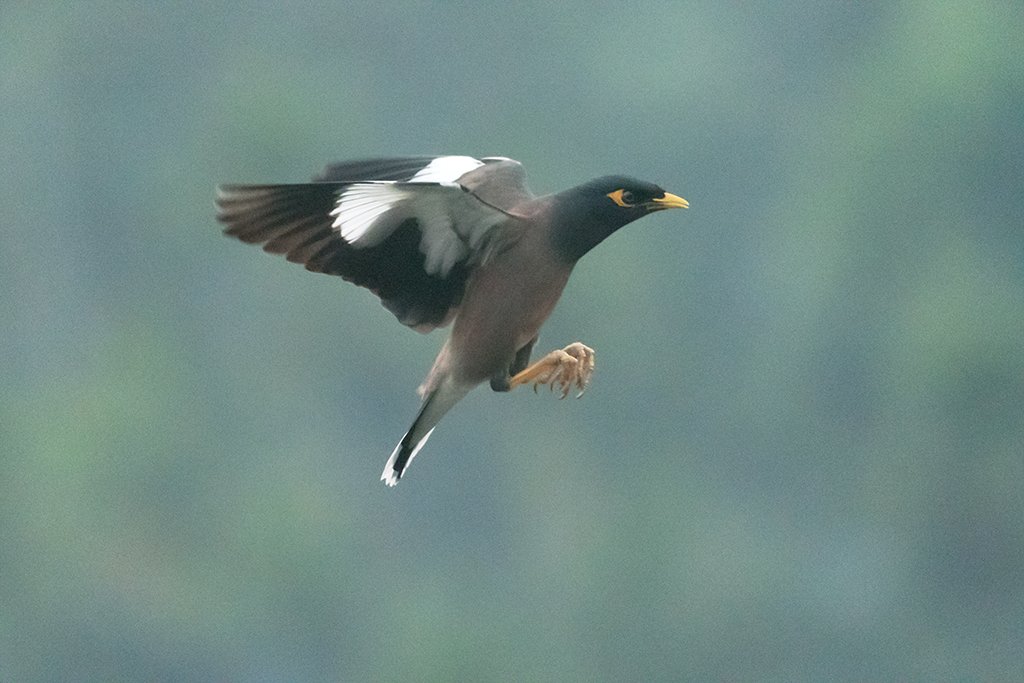 Mikkong1's tweet photo. Common Myna (Acridotheres tristis) in #Tura #WestGaroHills #Meghalaya #India
#APPicoftheWeek #AStoryInEveryLens #BirdsofX #BirdsSeenIn2026 #BBCWildlifePOTD #createyourlight #EarthCapture #fsprintmonday #IndiAves #NikonCreators #NikonFamily #ThePhotoHour #私とニコンで見た世界 https://t.co/u3MBffzs1A