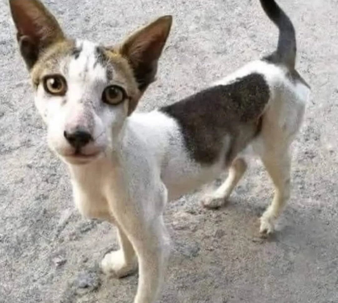 La mascota de Katy Perry: