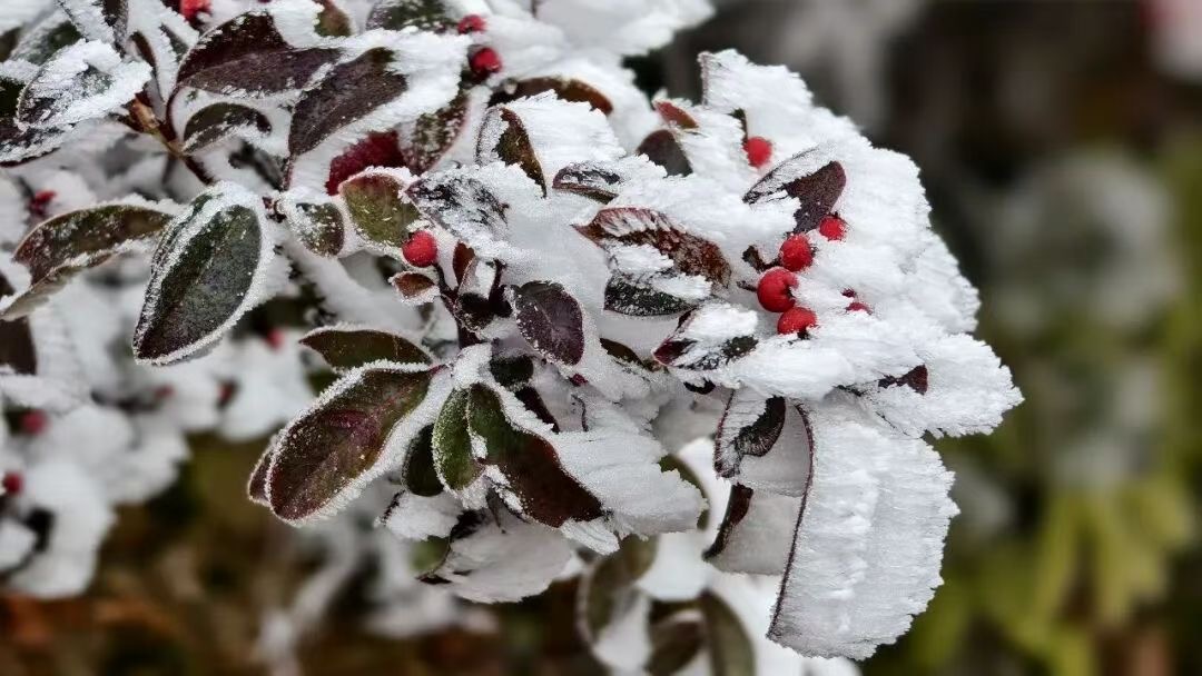HolaSanming's tweet image. 😍 A breathtaking sight reserved for winter!
The rime-covered Emei Peak has made a dazzling debut, with this frozen wonder standing as a poetic masterpiece crafted by nature atop the mountain. ✨🥰
#Rime #Taining #Sanming #RefreshingFujian
@SilkRoadTravel_ @ChinaEmbajada
