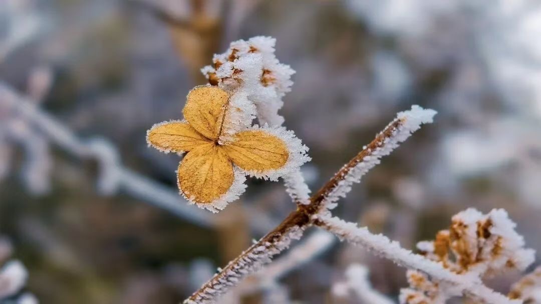 HolaSanming's tweet image. 😍 A breathtaking sight reserved for winter!
The rime-covered Emei Peak has made a dazzling debut, with this frozen wonder standing as a poetic masterpiece crafted by nature atop the mountain. ✨🥰
#Rime #Taining #Sanming #RefreshingFujian
@SilkRoadTravel_ @ChinaEmbajada