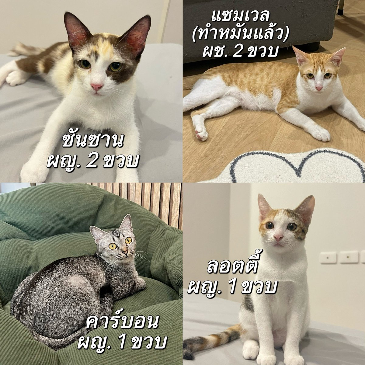 CatsterClub's tweet image. 🏠 หาบ้านให้น้องแมว 🏠 (ฝากประกาศ)

ทางเราช่วยหาบ้านมาหลายเดือนแล้วจนไม่สามารถดูแลน้องต่อได้ ทุกตัวสุขภาพแข็งแรงดี สะอาด วัคซีนครบค่ะ แค่ผญ.ยังไม่ทำหมันนะคะ เด็กไม่ดุเลยขี้เล่นอ้อนคนมากค่ะ 🥺🙏🏻

1. แซมเวล แมวส้มพันธุ์ไทย ผช. 2 ขวบ ทำหมันแล้ว
2. ซันซาน แมวสามสีสวยพันธุ์ไทย ผญ. 1…