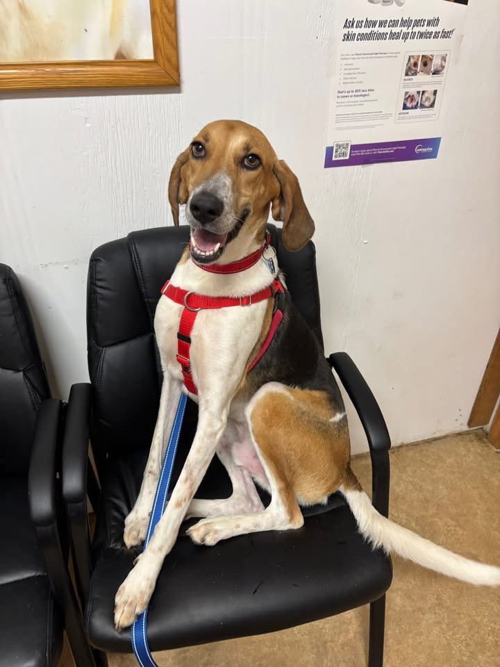 _AHOD_'s tweet image. Gumbo is officially heartworm negative after treatment and he is all smiles! Please feel free to free to reach out if interested in adopting this sweet poopa hound!
#adoptdontshop #gumbo #dogsofX #hounddog