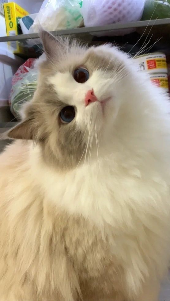 ⠀⠀ 

         She caved—. She got a ragdoll cat. She's still deciding on the name

 ⠀⠀