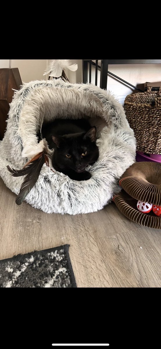 Names that my cat answers to Pt 1: 
Binx, 
BEANS
Baked Beans 
Benis 
Binxy 
Big Binx