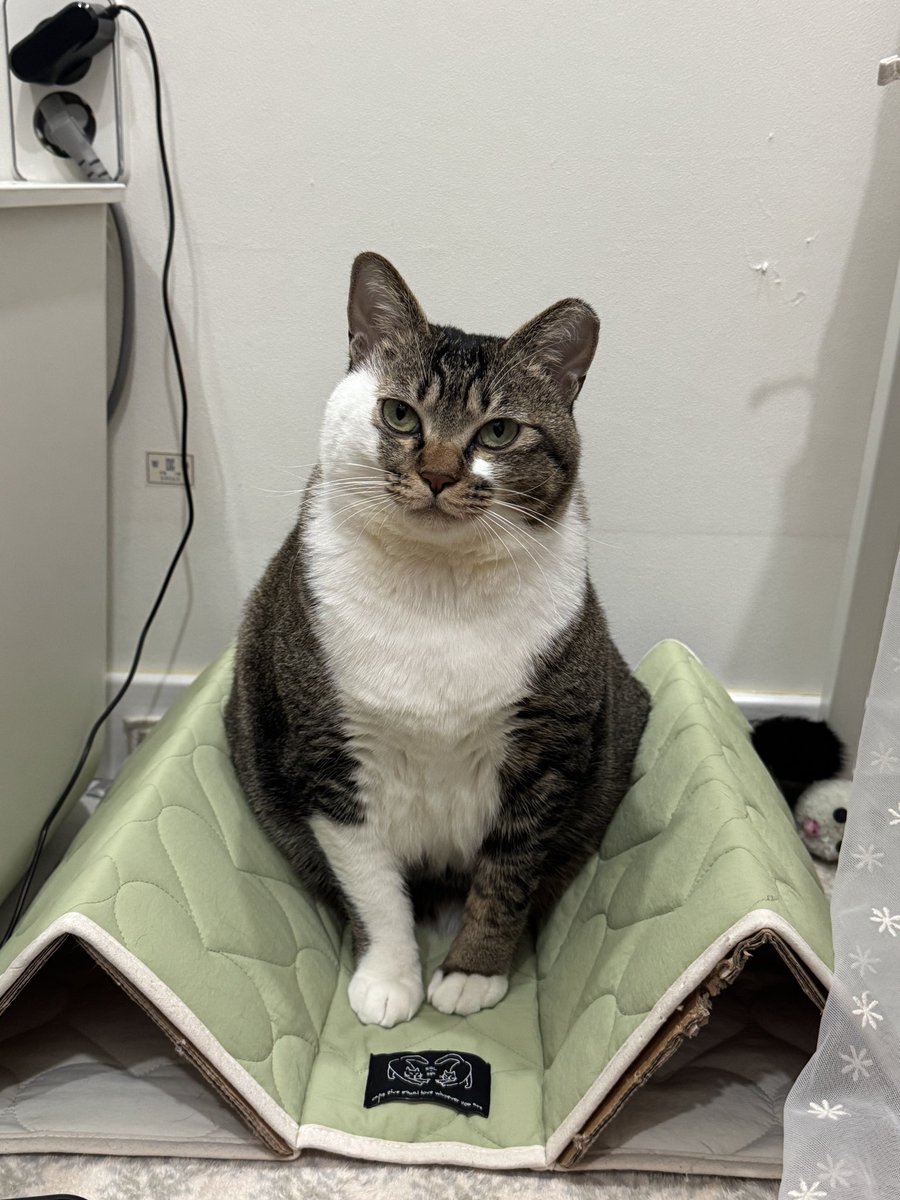 귀여운 바보다미📸
애교쟁이 다미가 기다리고 있어요. 

임보중인 대담이가족 찾아요🙏🏻
🏡입양신청서 링크 👇⬇️ 부탁합니다.
naver.me/5OQuE8os
#집사구함 #가족찾아요