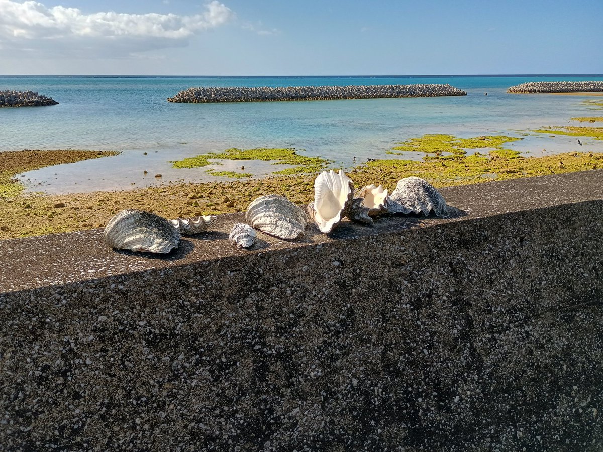 地元のちびっこが並べたんやと思うけどシャコ貝の殻と巻貝の蓋😂🐚😹可愛いね

観光地は観光地で整備されててええんやけどこういうの見れないから生活圏散策させてもらう方がおもろい🤤😹 